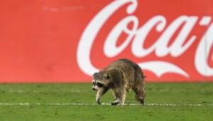 During an MLS match, a raccoon ran onto the pitch and even set a record